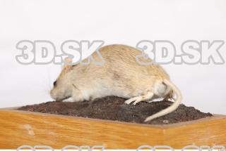 Mouse-Mus musculus 0014